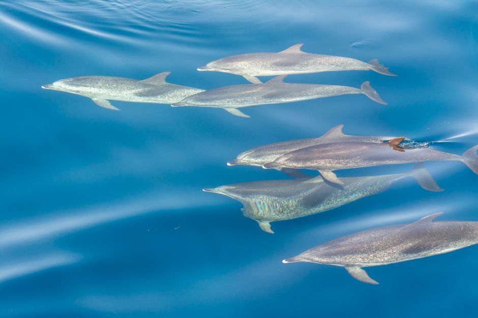 Delfines y Snorkeling Tropical
